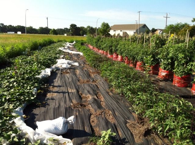  photo EF7C2250-6A88-4FA8-AD6C-D921365C2ACF-51926-000005EA35382AFA_zps2236dd7e.jpg